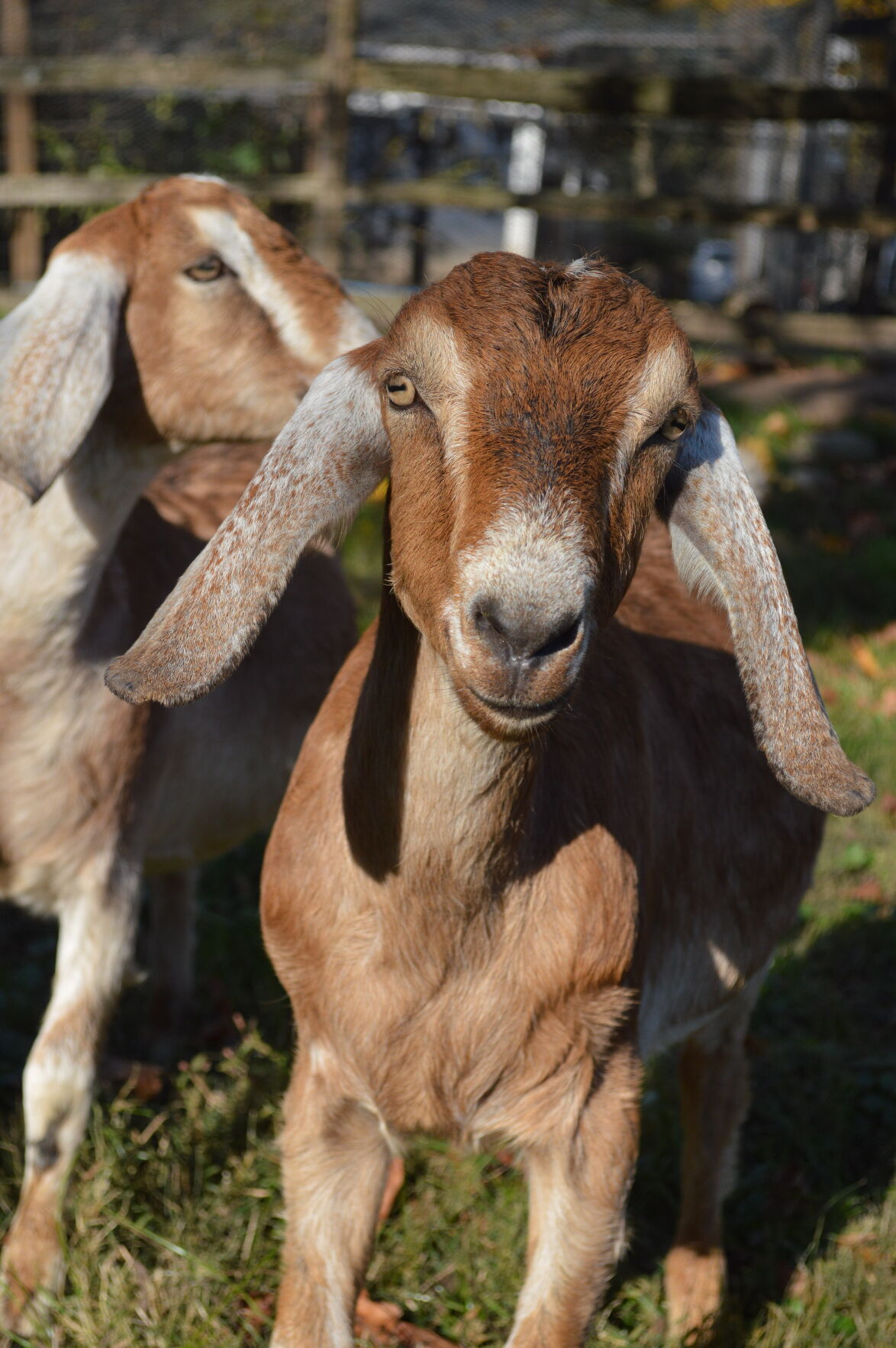 Market Goat 3